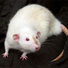 Invasione di ratti bianchi: a centinaia avvistati sulle strade