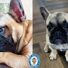 Ritrovato cagnolino rubato dai ladri assieme ai regali di Natale, la polizia: «Finalmente è tornato a casa»
