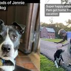 Le suore adottano un cane randagio e lo fanno vivere in convento: «Ora si chiama sorella Jennifer»