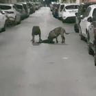 Monteverde choc, due cani sbranano un gatto in strada