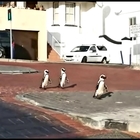 Coronavirus, pinguini a spasso per la città deserta e senza traffico