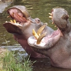 Kenya, ippopotamo uccide un turista che gli scattava delle foto: negli ultimi giorni sei vittime