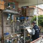 Giugliano, 60 pappagalli in casa: sequestrati gli animali e denunciato  61enne