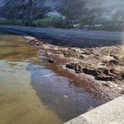 immagine Monte di Procida, invasione di posidonia ad Acquamorta dopo le mareggiate 