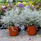 immagine “Rieti in fiore”, la rabbia dei 24 fioristi della città: «Esclusi dalla kermesse»