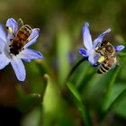immagine Il “killer” delle api ha le ore contate, ecco il nuovo metodo italiano (efficace e green) per sconfiggere il Varroa destructor