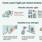 immagine «Invasione di formiche in casa o sul balcone? Ecco il segreto per liberarsene: basta uno spicchio di aglio»