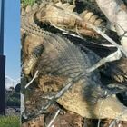 immagine Coccodrillo avvistato in un laghetto a Pistoia, è un mistero: la foto diventa virale, ricerche in corso