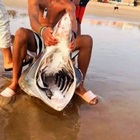 immagine Lo squalo elefante spiaggiato trasformato in un macabro gioco a Marrakech. La denuncia delle associazioni