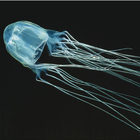 immagine Cubomedusa, scoperta nuova specie letale (quasi invisibile): è in grado di uccidere in pochi minuti