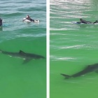 immagine Grande squalo bianco curioso fianco a fianco ai surfisti. Le incredibili immagini