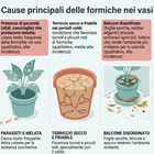 immagine Formiche nei vasi del balcone? Per risolvere il problema basta una semplice polvere marrone