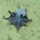 immagine Scoperta una nuova specie di polpo blu: sembra un Pokémon (e sta in una mano). «Non abbiamo mai visto niente di simile»