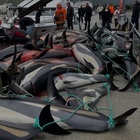 immagine Caccia alle Isole Faroe: uccisi oltre 700 delfini in un solo giorno, il bilancio più alto di sempre