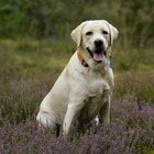 immagine Una tassa sugli animali per chi non ha figli, la provocazione del sindaco di San Giorgio su Legnano: «I Labrador non vi pagheranno la pensione»