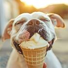 immagine Estate, idee fresche per cani: spuntini fai da te e gelati nella ciotola. Come proteggere i nostri amici a quattro zampe dal caldo
