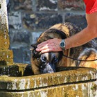 immagine Caldo, ecco come proteggere cani e gatti: le regole d'oro da seguire per non farli soffrire
