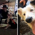immagine Terremoto in Venezuela: la storia di Tsunami, il cane eroe vittima di maltrattamenti che ora salva vite
