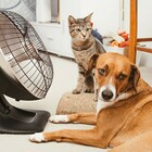 immagine Colpi di calore, come difendere cani e gatti dall'afa estiva