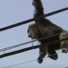 Giappone, scimpanzé fugge dallo zoo e si arrampica sui cavi dell'elettricità: l'inseguimento in un video