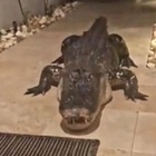 Florida, gigantesco alligatore davanti alla porta di casa: le incredibili immagini riprese in un video