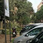 Roma, alberi caduti nella notte in via Donatello per il forte vento