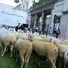 Milano, gregge di pecore in via Montenapoleone per la settimana della lana (Fotogramma)