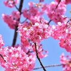 Tokyo, la fioritura dei ciliegi è in anticipo: idee, eventi e curiosità 2023