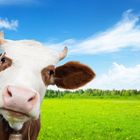 Latte, mucche "stressate" dal caldo: la produzione crolla del 10%
