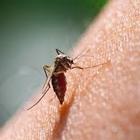 Le zanzare non pungono chi ha il sangue dolce, ecco cosa le attrae