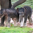 Usa, miracolo allo zoo: mamma elefante partorisce due gemelli. Lo staff: «Abbiamo fatto la storia»