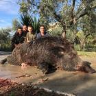 Chieti, caccia al cinghiale: abbattuto esemplare enorme di 203 chili