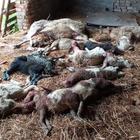 Lupi in un allevamento sbranano due pecore e 16 agnelli