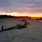 Strage di balene in Nuova Zelanda, corsa contro il tempo per salvare le superstiti