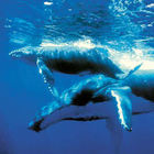 Balene, allarme internazionale