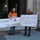 Perugia, condannato il torturatore di gatti di San Sisto