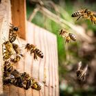 L'Oasi dei giovani, un click per salvare le api: l'iniziativa di Cose non Cose e 3Bee
