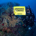 Mediterraneo sempre più caldo, spuntano nuove specie tropicali: spariscono gorgonie e alghe rosse