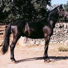 Il murgese diventa il cavallo ufficiale delle squadre antisommossa della Polizia di Stato Il murgese diventa il cavallo ufficiale delle squadre antisommossa della Polizia di Stato