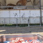 Circo Togni e Coronavirus: «Animali senza cibo, salvi con le donazioni»