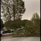 Roma, un albero crolla a un centimetro dall'auto in transito