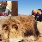 Uccide un leone, la figlia lo riconosce nella foto: «Sono disgustata, non sei più mio padre»