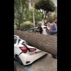 Maltempo a Napoli, albero si abbatte su palazzo e distrugge le auto in sosta