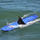 La lontra di mare è l'incubo dei surfisti: «Ruba le tavole e aggredisce i bagnanti» VIDEO