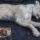 Trenta leoni abbattuti dopo l'incendio nell'allevamento in Sud Africa: straziati dalle ustioni e in agonia da giorni