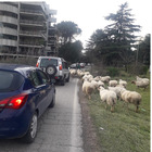 Roma, dopo i cinghiali tocca alle pecore: invadono la strada e traffico in tilt. Ecco dov'è successo