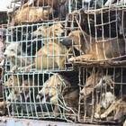 Verso lo stop al consumo di carne di cane. La scelta spinta dal presidente coreano con 6 cuccioli e 5 gatti
