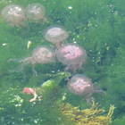 Isola d'Elba, invasione di meduse. L'allarme ambientale: «Colpa della tropicalizzazione del mare»