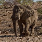 L'elefante simbolo della Namibia ucciso dai cacciatori (con il benestare del governo)