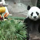 Il panda gigante Chuang Chuang morto allo zoo